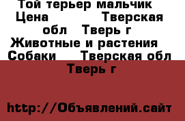 Той терьер мальчик › Цена ­ 7 000 - Тверская обл., Тверь г. Животные и растения » Собаки   . Тверская обл.,Тверь г.